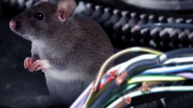 В одном из домов в Удмуртии мыши перегрызли проводку и устроили пожар