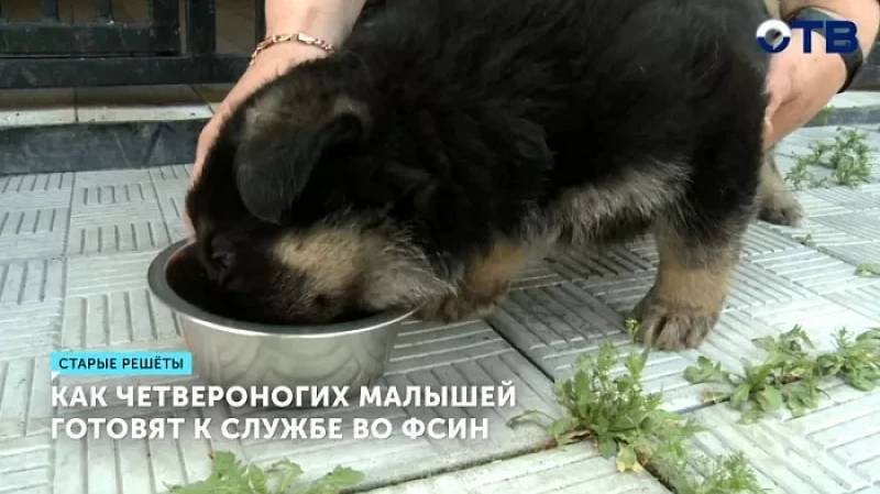 Как четвероногих малышей готовят к службе во ФСИН