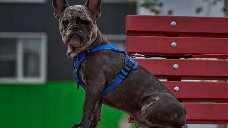 Сегодня отмечается международный день собаки