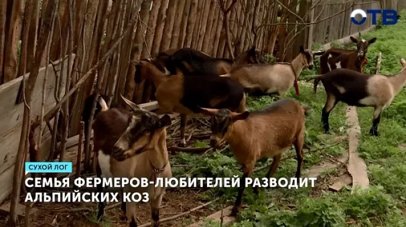 Семья фермеров-любителей разводит альпийских коз