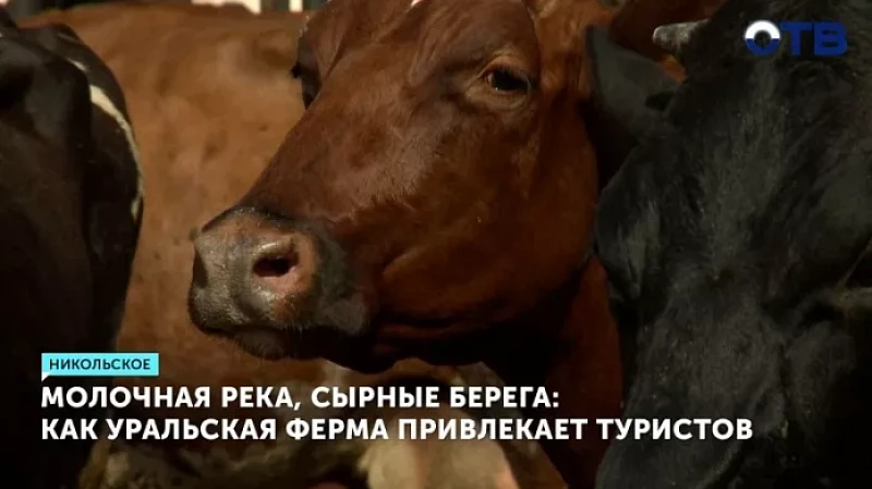 Молочная река, сырные берега: как уральская ферма привлекает туристов