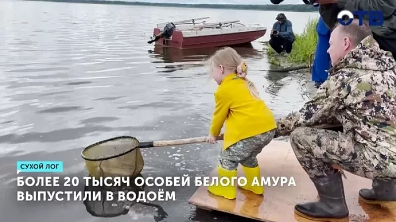 Более 20 тысяч особей белого амура выпустили в озеро Ирбитское