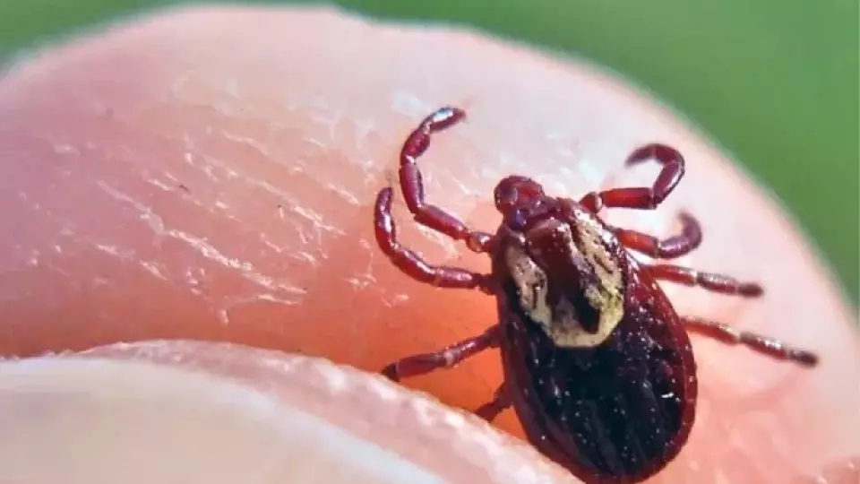 С начала сезона в Свердловской области от укуса клеща пострадала уже 21 тысяча человек
