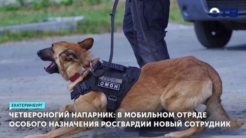 Четвероногий напарник: в мобильном отряде особого назначения Росгвардии новый сотрудник