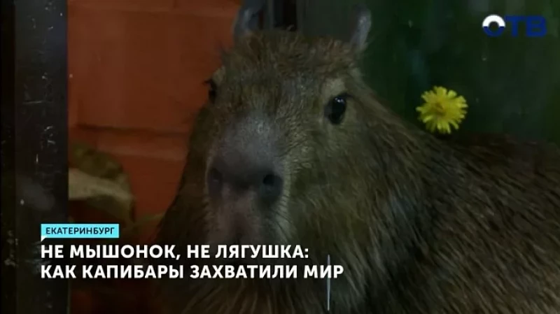 Не мышонок, не лягушка: как капибары захватили мир