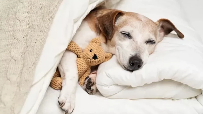 Сон с питомцами может быть полезен, считает психолог