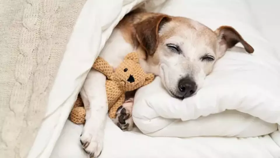 Сон с питомцами может быть полезен, считает психолог