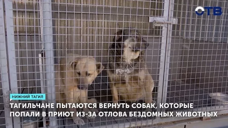 Тагильчане массово жалуются на местный приют для собак