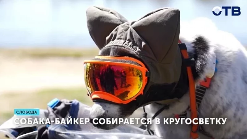 Собака-байкер собирается в кругосветку