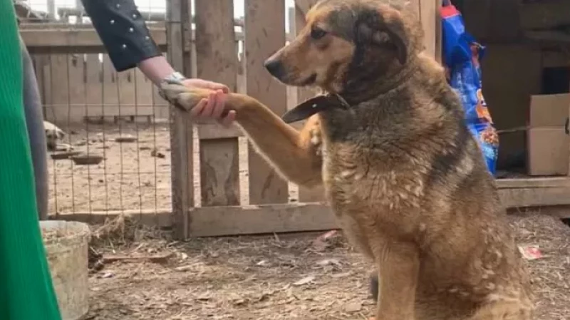 Жители Екатеринбурга не жалеют средств на уход за питомцами