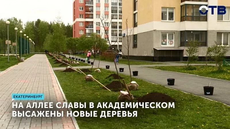 На Аллее Славы в Академическом высажены новые деревья