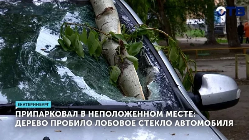 В Екатеринбурге дерево пробило лобовое стекло автомобиля