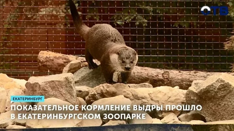 Показательное кормление выдры прошло в Екатеринбургском зоопарке