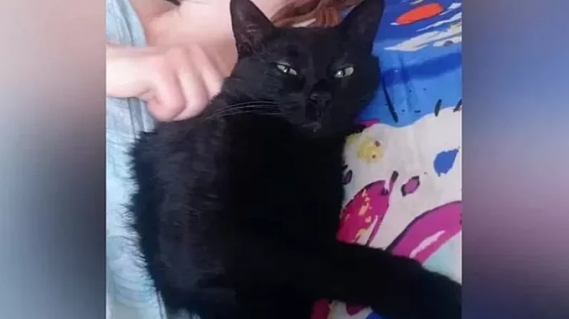 Дачника оштрафовали на 15 тыс. рублей за убийство соседского кота