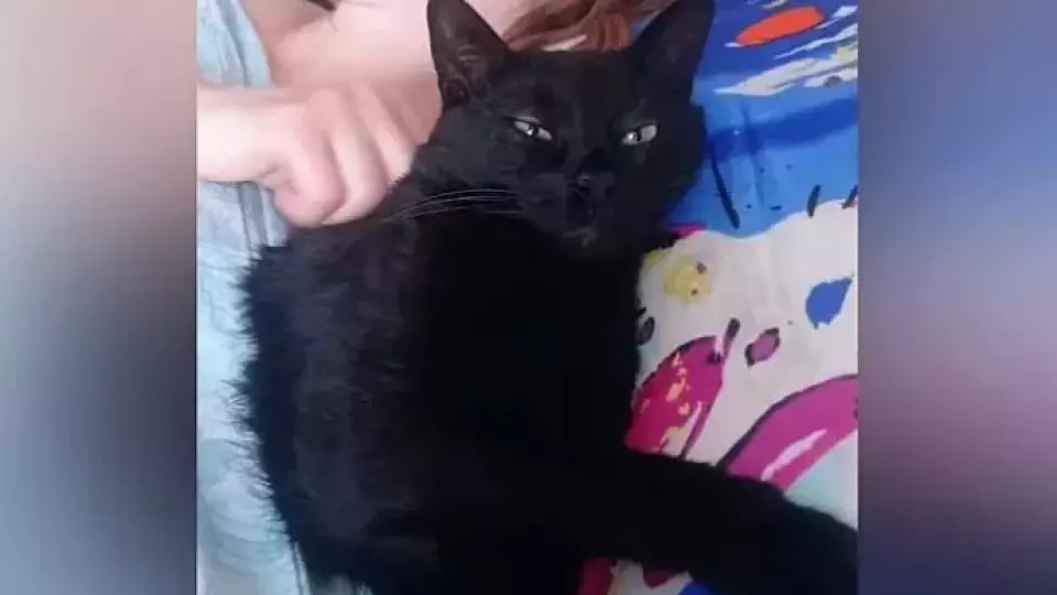 Дачника оштрафовали на 15 тыс. рублей за убийство соседского кота