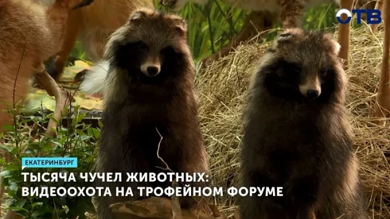 Тысяча чучел животных: видеоохота на трофейном форуме