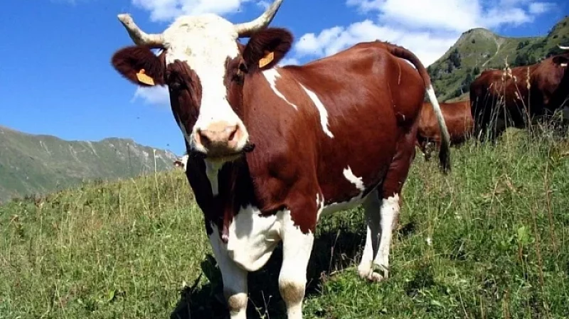 В Свердловской области начнут штрафовать за выпас скота на общественных территориях