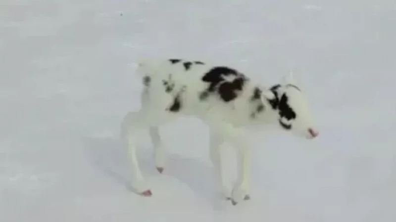 Олененка-долматина обнаружили в ямальской тундре