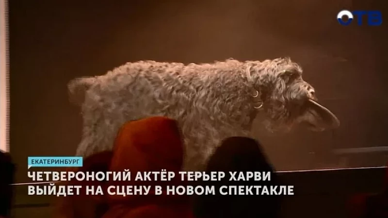 Четвероногий актёр терьер Харви выйдет на сцену в новом спектакле