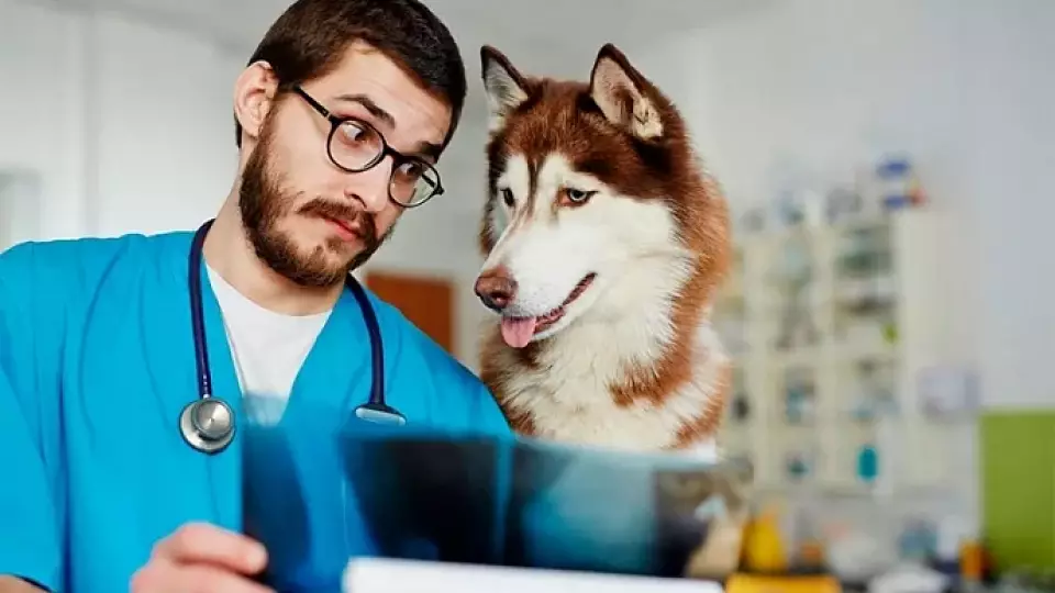 В Свердловской области зарплата ветеринаров выросла до 200 тыс. рублей