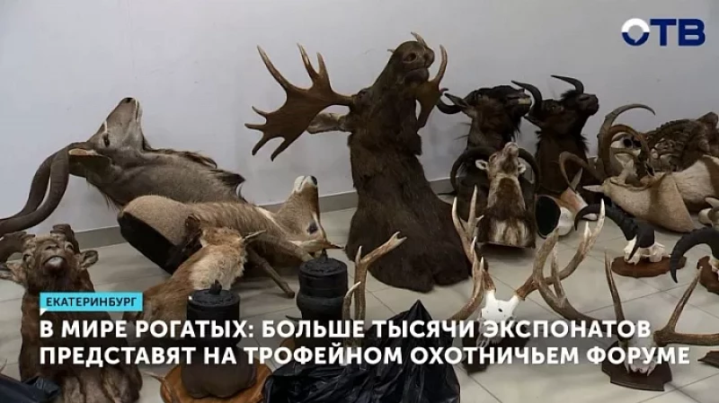 В мире рогатых: больше тысячи экспонатов представят на трофейном охотничьем форуме
