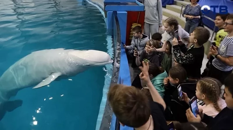 Познакомились с китами: победители проекта «Верный отличник» посетили Океанариум