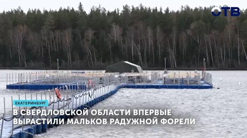 В Свердловской области впервые вырастили мальков радужной форели