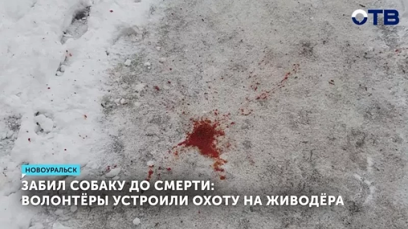 Забил собаку до смерти: волонтёры устроили охоту на живодёра