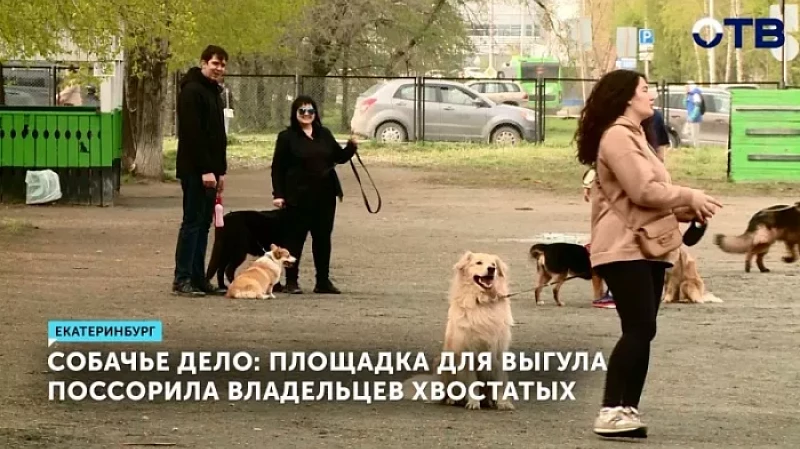 Собачье дело: площадка для выгула поссорила владельцев хвостатых