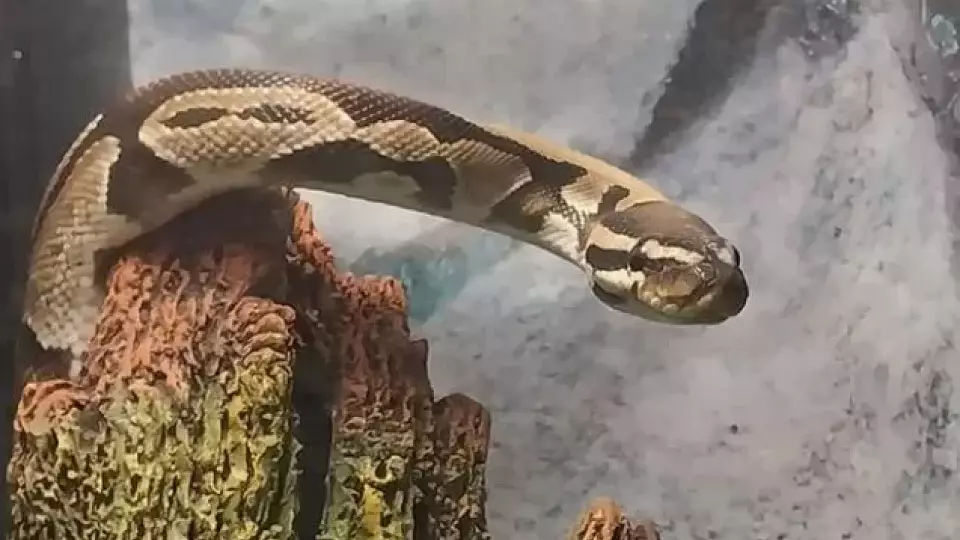 В регионах УрФО активизировались змеи