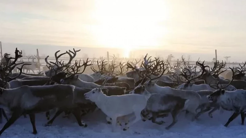 Олени на Ямале встали в «пробку»