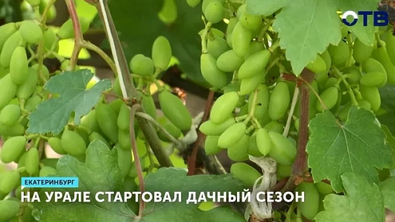 На Урале стартовал дачный сезон