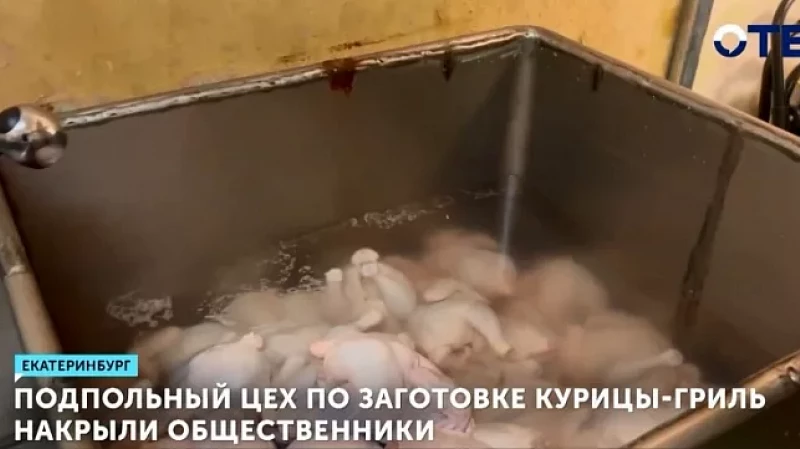 Подпольный цех по заготовке курицы-гриль накрыли общественники