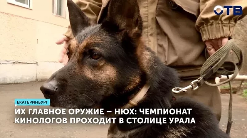Их главное оружие – нюх: чемпионат кинологов проходит в столице Урала