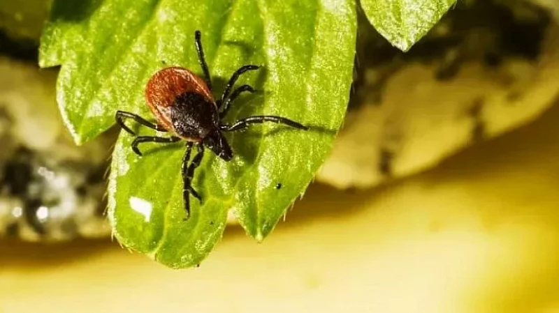 Пять случаев болезни Лайма выявили в Тульской области