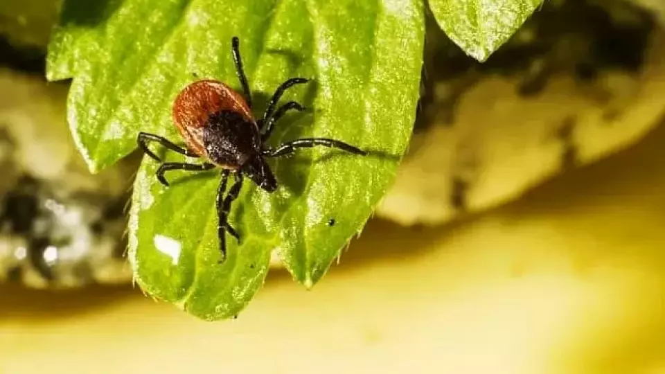 Пять случаев болезни Лайма выявили в Тульской области