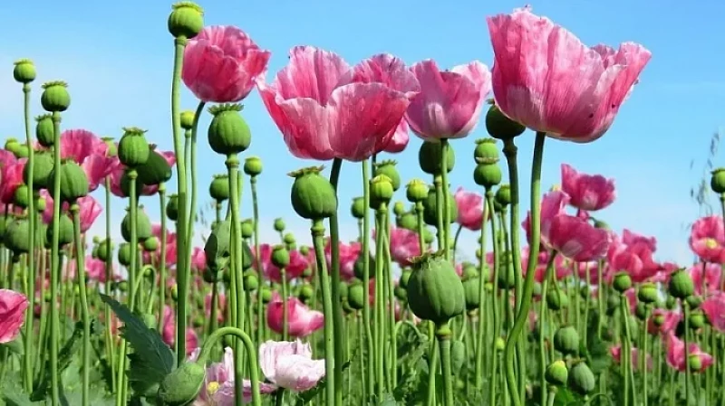 В Нижегородской области ликвидировали 10 нелегальных плантаций с наркотиками