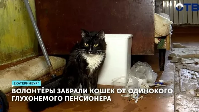 Волонтёры забрали кошек от одинокого глухонемого пенсионера