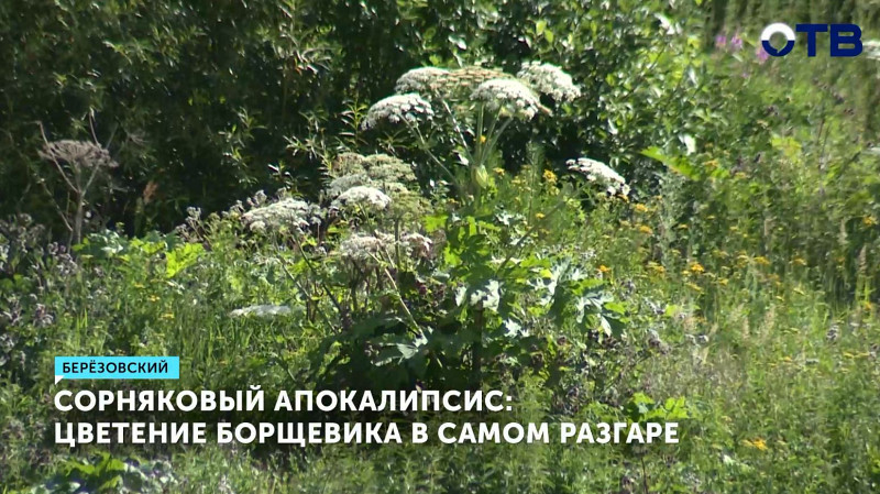 Ядовитый борщевик Сосновского захватывает Берёзовский и его окрестности