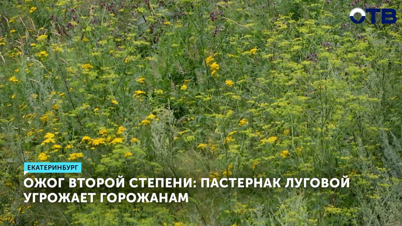 Ожог второй степени: пастернак луговой угрожает горожанам
