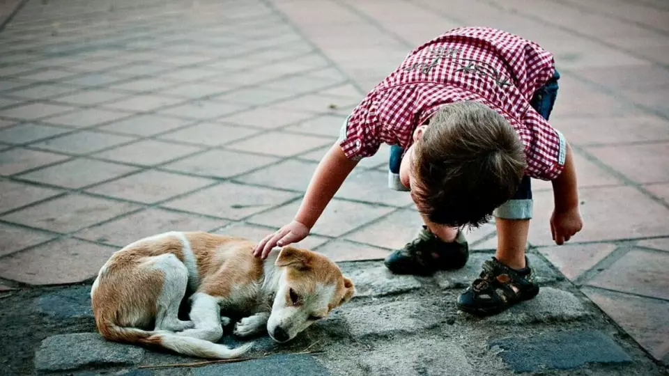 В Первоуральске врачи зафиксировали семь случаев лишая у детей