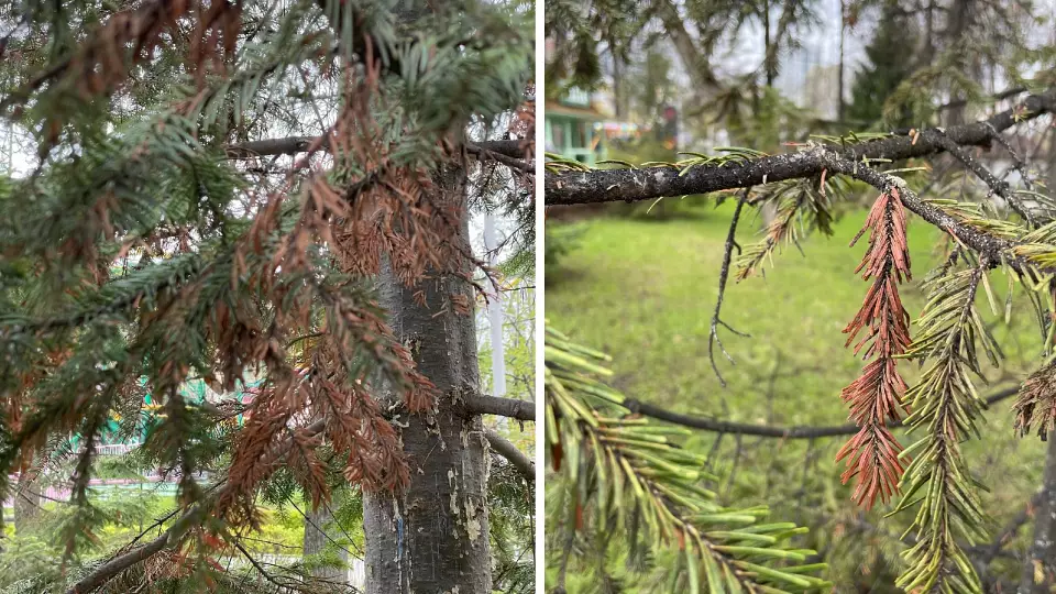 В Свердловской области объявлен карантин из-за уссурийского полиграфа