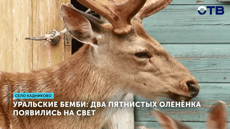 Два пятнистых оленёнка появились на свет в селе Кадниково