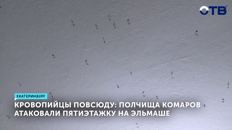 Комары атаковали пятиэтажку на Эльмаше в Екатеринбурге