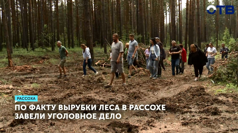 По факту вырубки леса в Рассохе завели уголовное дело