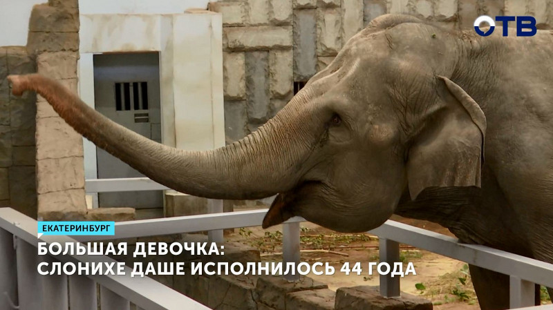 Слониха Даша из Екатеринбургского зоопарка отмечает 44-летие