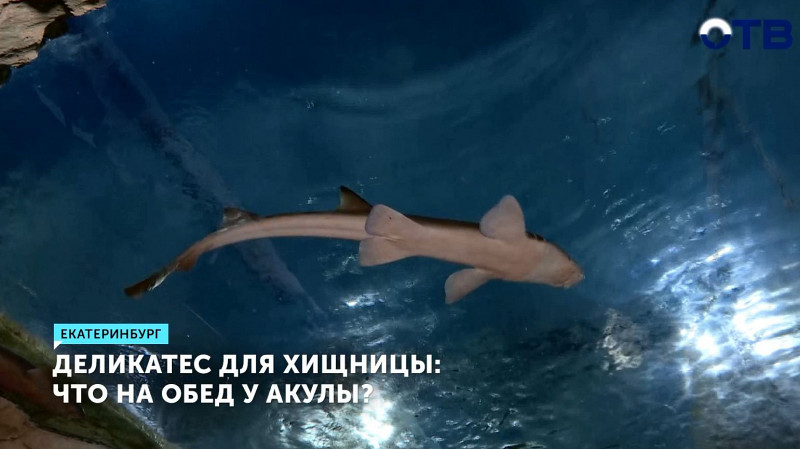 Чем кормят акул в Океанариуме?