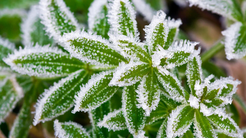 Свердловскую область ожидают заморозки