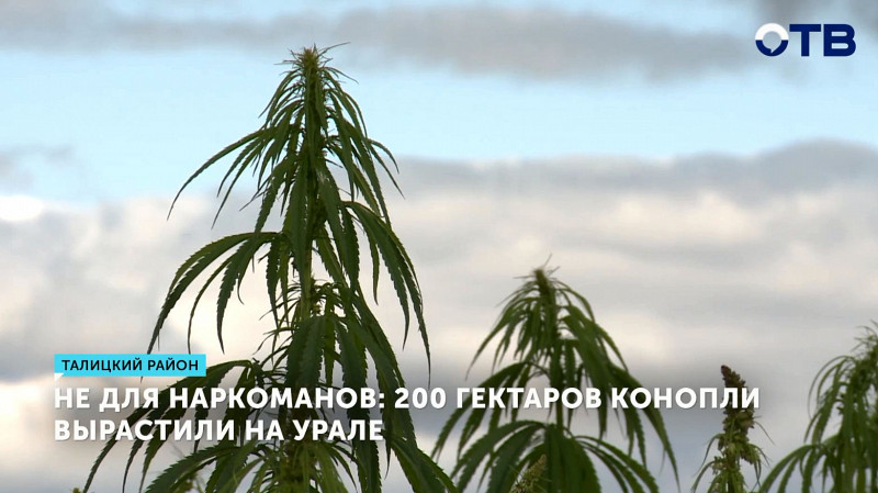 200 гектаров конопли вырастили на Урале