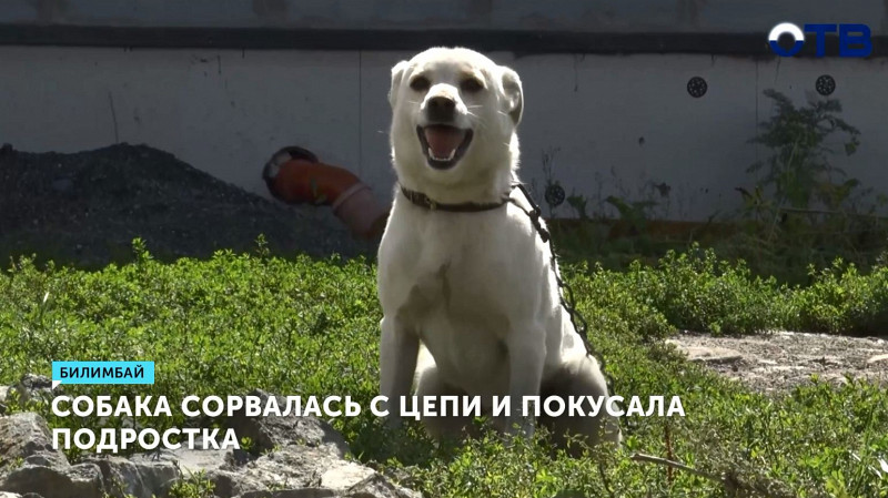 Собака сорвалась с цепи и покусала подростка